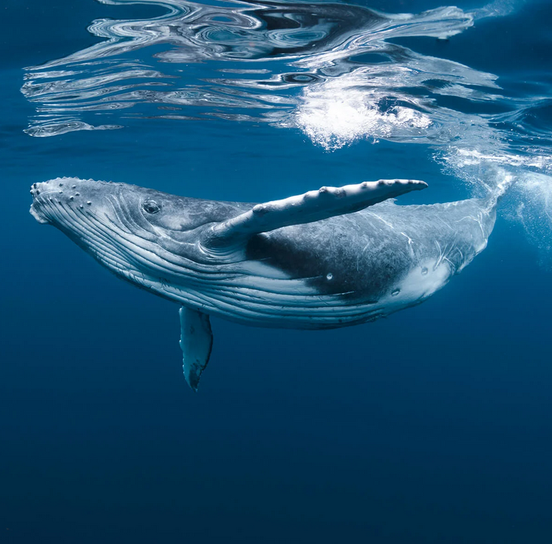 MONTEREY BAY - Green Whale Bracenet - Verschluss Gold